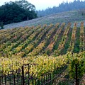 Sonoma County Vineyards Near Healdsburg Photograph by Charlene Mitchell Sonoma County Vineyards Near Healdsburg Photograph by Charlene Mitchell