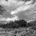 Sonoran Afternoon H10 by Mark Myhaver Sonoran Afternoon H10 by Mark Myhaver