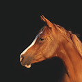 Soulful Gaze Of A Horse by Michelle Wrighton
