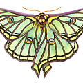 Spanish Moon Moth Painting by Lucy Arnold Spanish Moon Moth Painting by Lucy Arnold