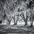 Spanish Moss In Black and White Photograph by Tom Singleton Spanish Moss In Black and White Photograph by Tom Singleton