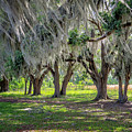 Spanish Moss Photograph by Tom Singleton Spanish Moss Photograph by Tom Singleton