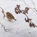 Sparrow in the Winter snow Photograph by Holden The Moment Sparrow in the Winter snow Photograph by Holden The Moment