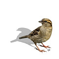 Sparrow by Sigrid Van Dort Sparrow by Sigrid Van Dort