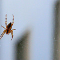 Spider Hello Panorama Photograph by Bonnie Follett