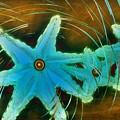 Spin On A Star by Barbara Chichester