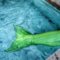 Splash by Marianna Mills Splash by Marianna Mills