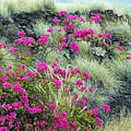 Splashes of Pink Photograph by Jennifer Robin Splashes of Pink Photograph by Jennifer Robin