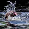 Splashing Humboldt Penguin Photograph by Scott Lyons Splashing Humboldt Penguin Photograph by Scott Lyons