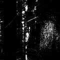 Spotlight in the Woods Black and White Photograph by Pelo Blanco Photo Spotlight in the Woods Black and White Photograph by Pelo Blanco Photo