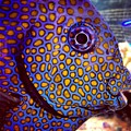 Spots Galore Photograph by Denise Railey Spots Galore Photograph by Denise Railey