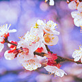 Spring Arrives Photograph by Becqi Sherman Spring Arrives Photograph by Becqi Sherman