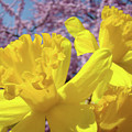 Spring Art Prints Yellow Daffodils Flowers Pink Blossoms Baslee Troutman by Baslee Troutman Spring Art Prints Yellow Daffodils Flowers Pink Blossoms Baslee Troutman by Baslee Troutman