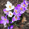 Spring Beauties Photograph by Terri Harper Spring Beauties Photograph by Terri Harper