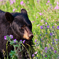Spring Black Bear Photograph by Mark Miller Spring Black Bear Photograph by Mark Miller