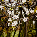Spring bloom. Photograph by Elena Perelman Spring bloom. Photograph by Elena Perelman