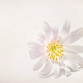 Spring Blossom Photograph by Scott Norris Spring Blossom Photograph by Scott Norris
