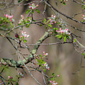 Spring Blossoms 2 Photograph by Mark Mille Spring Blossoms 2 Photograph by Mark Mille