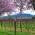 Spring Blossoms Near Calistoga Photograph by Charlene Mitchell Spring Blossoms Near Calistoga Photograph by Charlene Mitchell