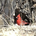 Spring Cardinal by Bonfire Photography Spring Cardinal by Bonfire Photography