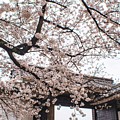 Spring cult by HELGE Art Gallery Spring cult by HELGE Art Gallery