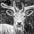 Spring Deer Photograph by Nick Bywater Spring Deer Photograph by Nick Bywater