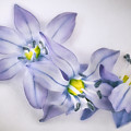 Spring Flowers on White Photograph by Scott Norris Spring Flowers on White Photograph by Scott Norris