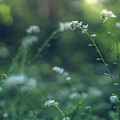 Spring Garden Scene #1 by Gene Garnace