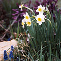 Spring Garden by Steve Karol Spring Garden by Steve Karol