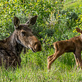 Spring Gift  Photograph by Kevin Dietrich