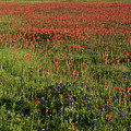 Spring in Central Texas by Frank Madia Spring in Central Texas by Frank Madia
