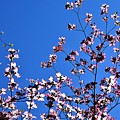 Spring in Louisville Photograph by Merle Grenz Spring in Louisville Photograph by Merle Grenz