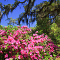 Spring in the South Photograph by Jill Lang Spring in the South Photograph by Jill Lang