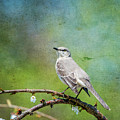 Spring Mockingbird Photograph by Cathy Kovarik Spring Mockingbird Photograph by Cathy Kovarik