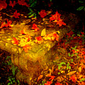 Spring Or Autumn by Susanne Van Hulst Spring Or Autumn by Susanne Van Hulst