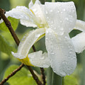 Spring Rain Drops Photograph by Jackie Farnsworth Spring Rain Drops Photograph by Jackie Farnsworth
