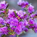 Spring Rhododendron in Full Bloom Photograph by Victor Kovchin Spring Rhododendron in Full Bloom Photograph by Victor Kovchin