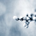 Spring Smells by Jaroslav Buna Spring Smells by Jaroslav Buna