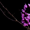 Spring Time 4 Photograph by Mike Eingle Spring Time 4 Photograph by Mike Eingle