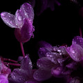 Spring Time Redbud 5 Photograph by Mike Eingle Spring Time Redbud 5 Photograph by Mike Eingle