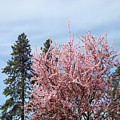 Spring Trees Bossoming Landscape Art Prints Pink Blossoms Clouds Sky by Baslee Troutman Spring Trees Bossoming Landscape Art Prints Pink Blossoms Clouds Sky by Baslee Troutman