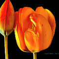 Spring Tulips V by Charles Muhle Spring Tulips V by Charles Muhle