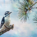 Spring Woodpecker Photograph by Cathy Kovarik Spring Woodpecker Photograph by Cathy Kovarik