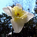 Spring's First Daffodil 2 by J M Farris Photography Spring's First Daffodil 2 by J M Farris Photography