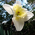 Spring's First Daffodil 3 by J M Farris Photography Spring's First Daffodil 3 by J M Farris Photography