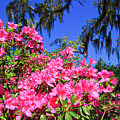 Springtime Azaleas Photograph by Jill Lang Springtime Azaleas Photograph by Jill Lang