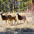 Springtime Mule Deer in the Pike National Forest Photograph by Steven Krull Springtime Mule Deer in the Pike National Forest Photograph by Steven Krull
