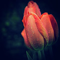 Springtime Orange Tulips with Drops by Julie Palencia
