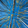 Springtime Photograph by Torbjorn Swenelius Springtime Photograph by Torbjorn Swenelius