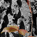 Sprouting Lineage by Dylan Punke Sprouting Lineage by Dylan Punke